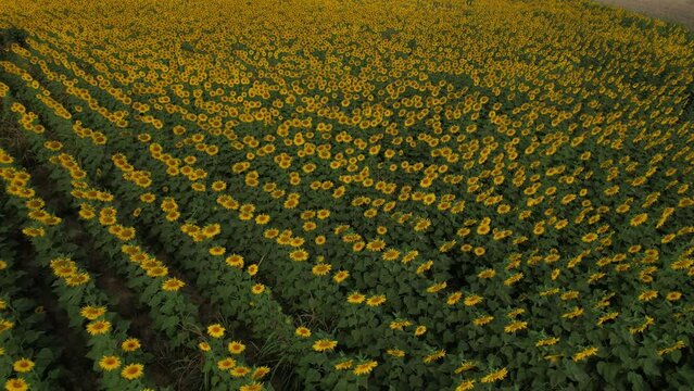 Turkey - A cloudy sky and a field of blooming sunflowers in Tekirdag region.