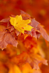 Naklejka na ściany i meble Yellow maple leaves on fall colored background. Tree branch with orange maple leaves on a blurred background