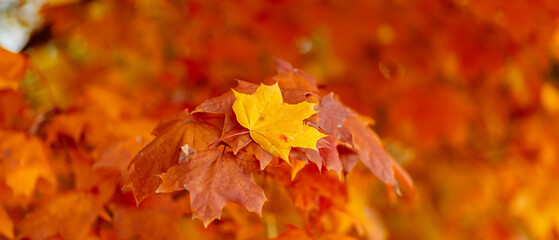 Yellow maple leaves on fall colored background. Tree branch with orange maple leaves on a blurred background