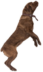 Cane Corso dog jumps up, begging for something tasty. dog isolated on transparent background. 