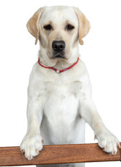 a young labrador stands on its hind legs, leaning on the bar, and looks into the camera. isolated 