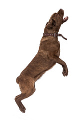 Cane Corso dog jumps up with open mouth, begging for something tasty. dog isolated on transparent background.