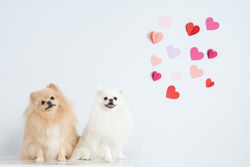 Fototapeta premium Spitz olhando corações