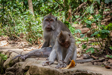 Naklejka na ściany i meble free monkeys in ubud temples in Thailand 