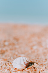 The shell is lying on a sandy beach. A small clam shell lies on the golden sand, macro shells. Pastel photo of a shell