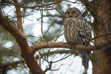 Ural owl, strix uralensis, sitting on tree in forest in aitimn nature. Brown bird resting on pine in woodland in fall. Noctural hunter looking on branch.