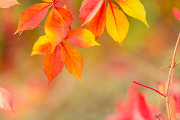 Red autumn leaves of Parthenoc ssus quinquefolia Virginia creeper . Red ivy leaves in autumn. Copy space