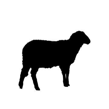 black silhouette of sheep