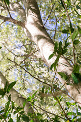 Sunny day in the grove