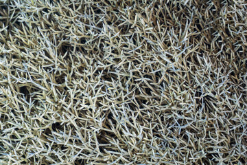 Gray - green grass background close up