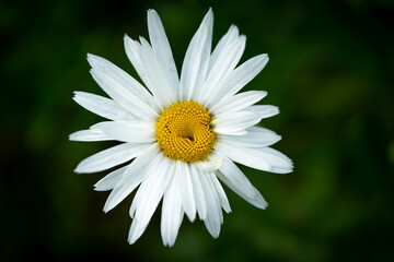 Obraz premium Argyranthemum frutescens, known as Paris daisy, marguerite or marguerite daisy