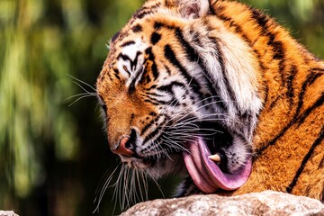 A portrait of a siberian tiger licking its paw with its tongue. The dangerous predator is lying on a rock. The big cat is cleaning itself.