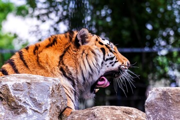 A portrait of a yawning siberian tiger with its eyes closed. The dangerous predator is lying on a rock. The big cat is very tired, but it looks like its roaring.