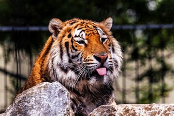 A funny portrait of a siberian tiger lying behind a rock and sticking out its tongue. The dangerous predator is lying there. The big cat is just watching the surroundings for some prey.