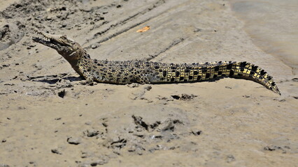 Juvenile saltwater crocodile basking in the sun. Adelaide River-Australia-165