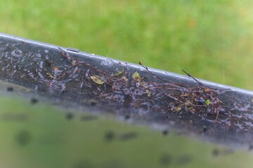 A portrait of a roof gutter overflowing with water during a rainy day. The rain water can not be drained, because the gutter is clogged with branches, twigs and leaves of trees and needs to be cleaned