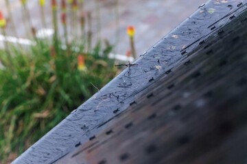 Fototapeta premium A portrait of a roof gutter overflowing with water during a rainy day. The rain water can not be drained, because the gutter is clogged with leaves, twigs and branches of trees and needs to be cleaned