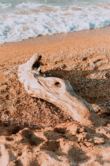 driftwood on the shore of a sandy beach. Photo in pastel colors.Close-up of the fin. A white drifting stump on the shore, sea foam in the background