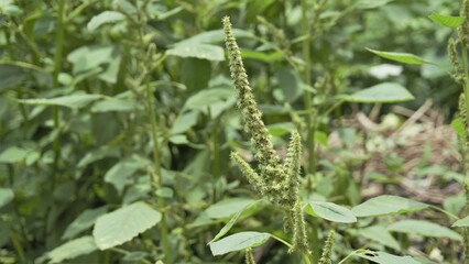 Green plants and flowers of Amaranthus powellii also known as Powells amaranth, pigweed, smooth, Green amaranth.