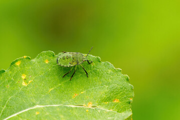 Green shield bug (Palomena prasina) on a leaf.