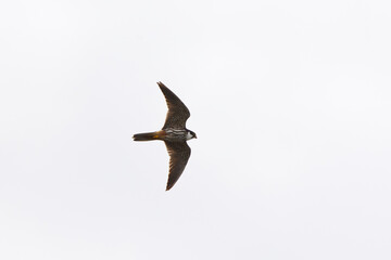 Eurasian hobby (Falco subbuteo) flying on a cloudy sky.