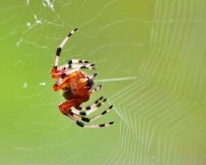 Orb Weaver Spider and web catching insects by a river in the woods during late summer just days before the fall equinox.  