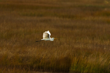 Great egret (Ardea alba) flying over the reeds.