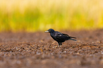 Rook (Corvus frugilegus) juvenile looking for food.