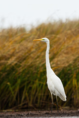 Great egret (Ardea alba) standing tall in the wetlands.