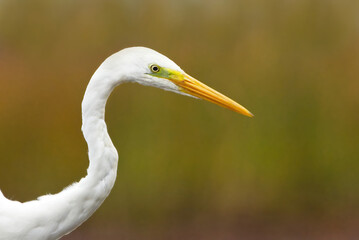 Great egret (Ardea alba) closeup.