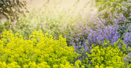 Purple and green flowers under sunlight on blurred green background.