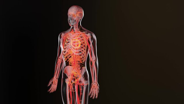 Human arterial and venous circulatory system, Medically accurate animation of Heart with Vains and arteries, blood vessels, 3d render