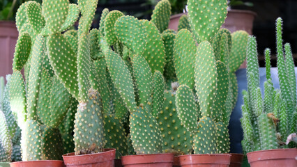 Colorful little cacti in the flower shop, cactus 