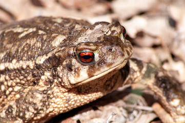 Close up photo of brown frog