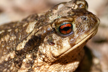 Close up photo of brown frog