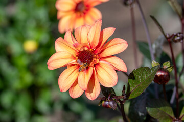 Dahlia Flowers