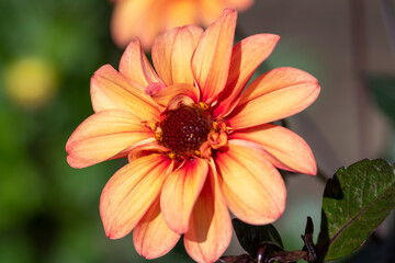 Dahlia Flowers