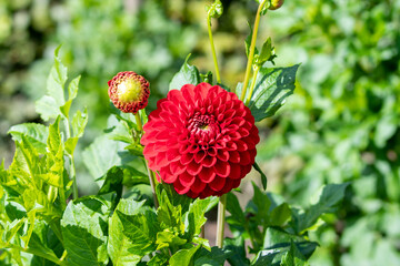 Dahlia Flowers