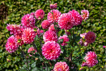 Dahlia Flowers