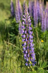 Wonderful landscapes in Norway. Blooming colorful lupine flowers in Norway in the wild grass. Blur background. Summer sunny day. Selective focus