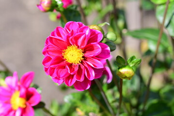 Obraz premium Dahlia Flowers