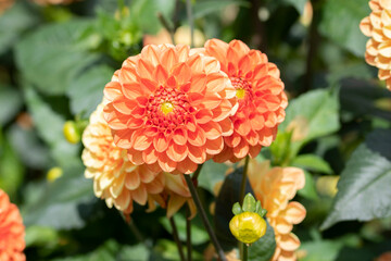 Dahlia Flowers