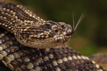 serpiente de cascabel 
