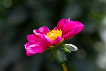 Obraz premium Dahlia Flowers