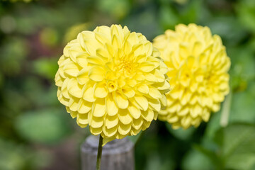 Dahlia Flowers