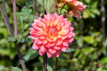 Dahlia Flowers