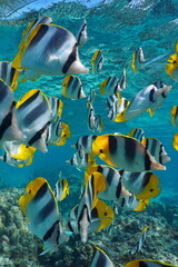 Tropical fish shoal underwater in the ocean (Pacific double-saddle butterflyfish), south Pacific,...