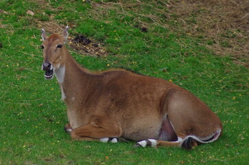 Naklejka na ściany i meble impala lying in the green grass