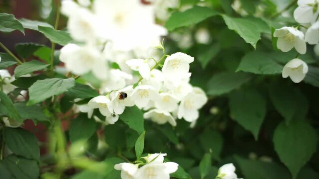 Beautiful lilac blossoming in bright sunlights. Tranquil view of charming violet flowers swaying on wind. Calm lilac branch on warm spring day. Meditative bush flowers on sring sky. Floral concept