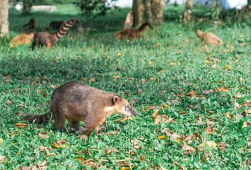 meerkat on the grass